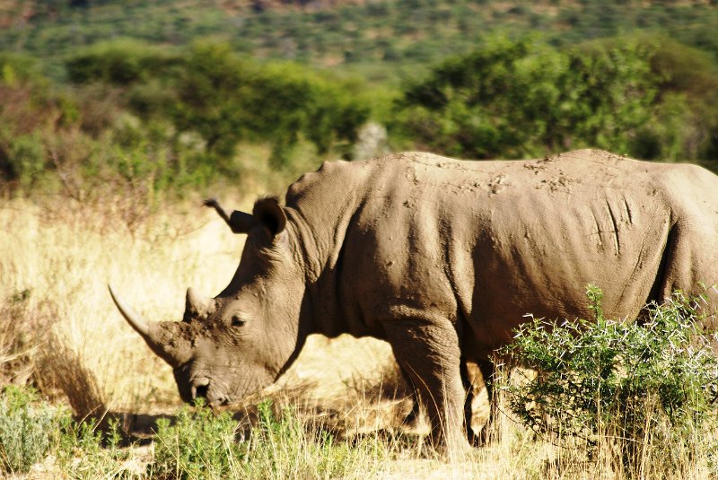 nab (1823).jpg - Breitmaul Nashorn